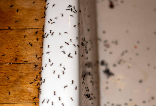 Best Pest Control Near Me  in North Miami Beach, FL