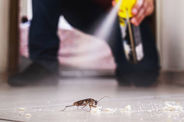 Flea Control Services in North Miami Beach, FL